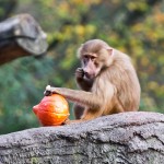 Jeder nur einen Kürbis! Foto: Moritz Gerlach