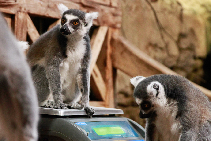 Für Tierpfleger und Fotografen brav sitzen bleiben. Foto: Mortiz Gerlach