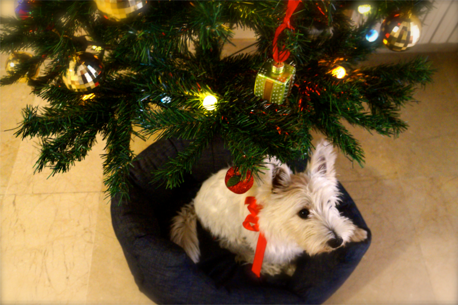 hunde unterm weihnachtsbaum eimsb 252 tteler nachrichten hunde unterm weihnachtsbaum eimsb 252 tteler nachrichten