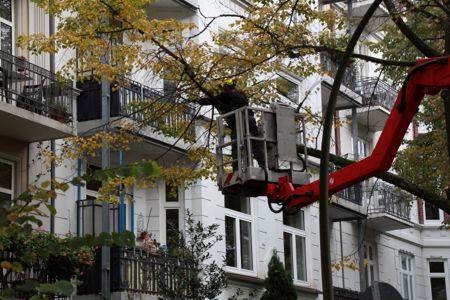 Arbeiten an einem Baum. Foto: Ada von der Decken