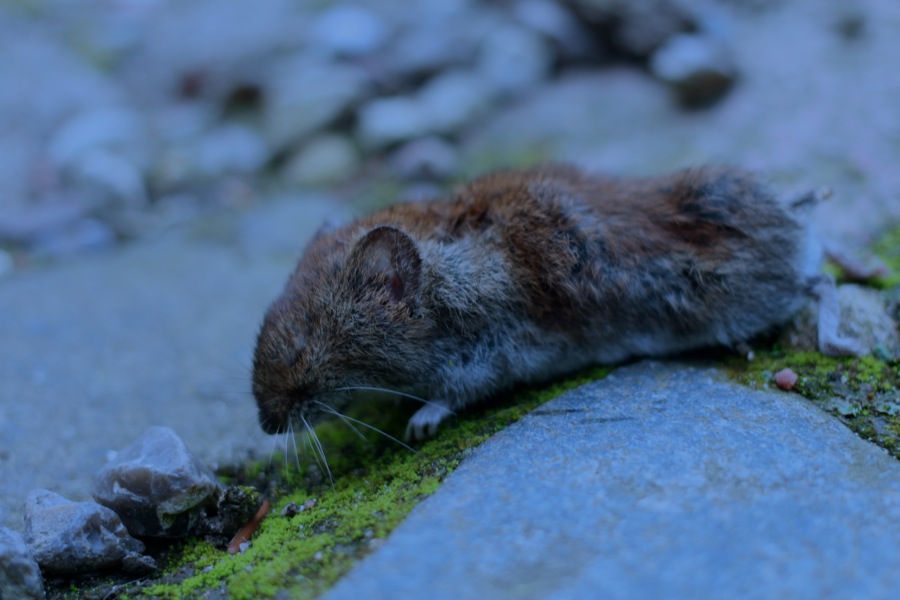 Frau Rosenkranz rettete eine kleine Maus. Foto: Ada von der Decken