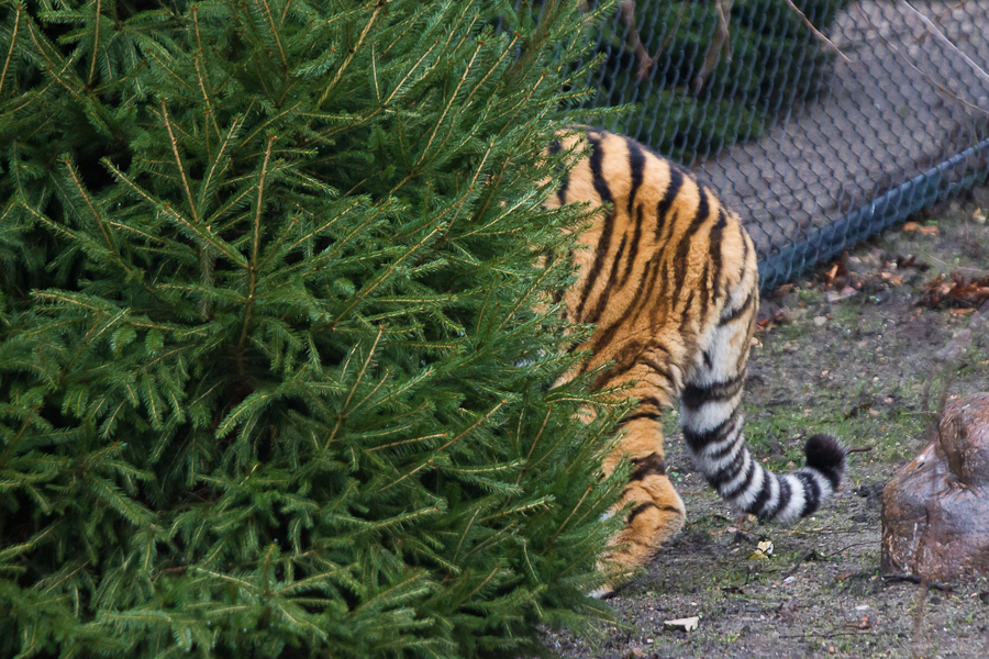 Tiger sind Meister der Tarnung