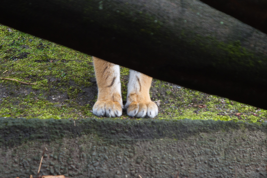 Tiger verschmelzen mit ihrer natürlichen Umgebung und werden für ihre Beute unsichtbar.