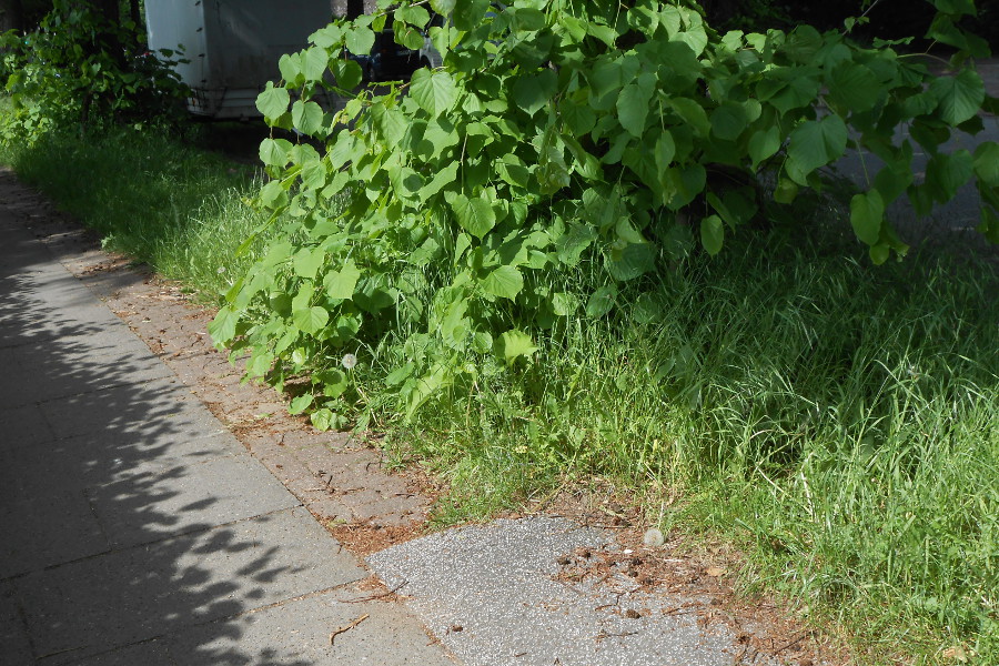 Radwege in Eimsbüttel Radwege in Eimsbüttel