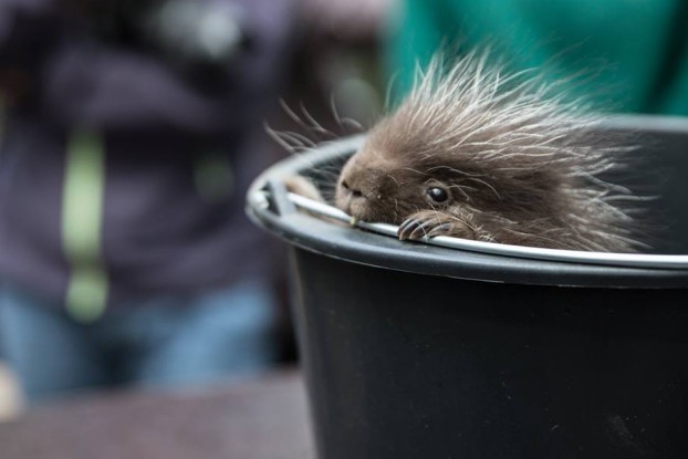 Auch wenn man es kaum glauben mag: Baumstachler haben in der Natur Feinde. Wölfe, Marder und Füchse trachten den unglaublich niedlichen, aber pieksigen Tieren nach ihrem Leben. Foto: Moritz Gerlach