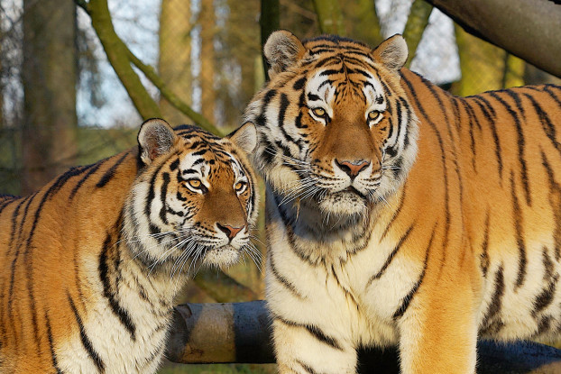 Tigermutter Maruschka und Tigervater Lailek. Foto: Detlev Stenzel