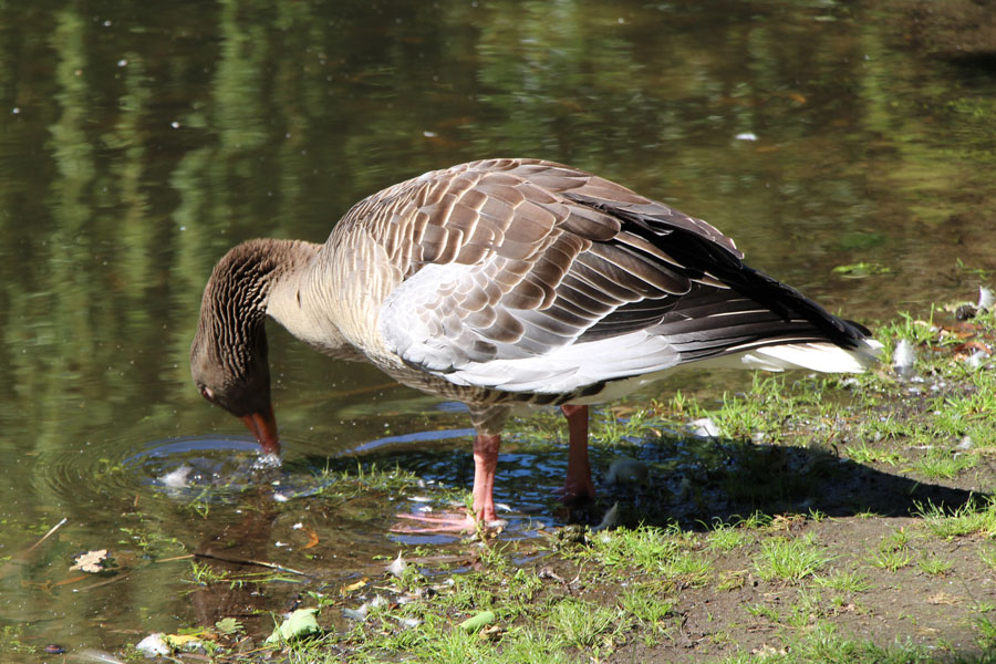 Auch die Gänse gönnen sich eine Abkühlung. Foto: Niklas Heiden