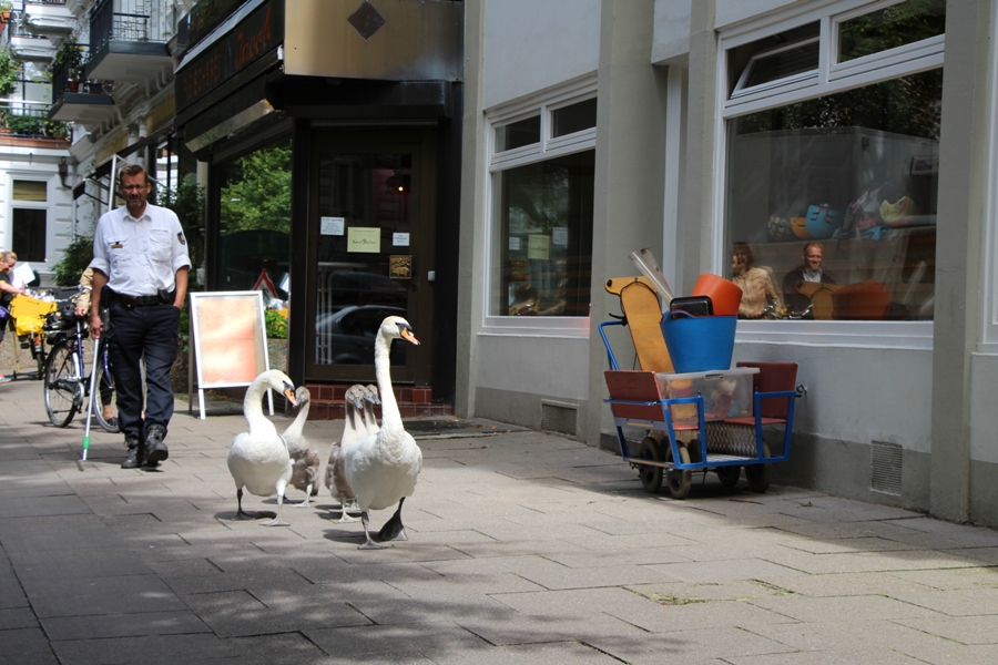 Schwanenfamilie auf Abwegen. Foto: Lukas Gilbert