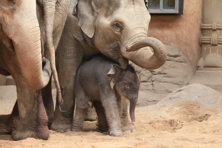 Am Montag gebar Elefantendame Yashoda eine Tochter. Ein Name für das Jungtier wird nun öffentlich gesucht. Foto: Lutz Schnier
