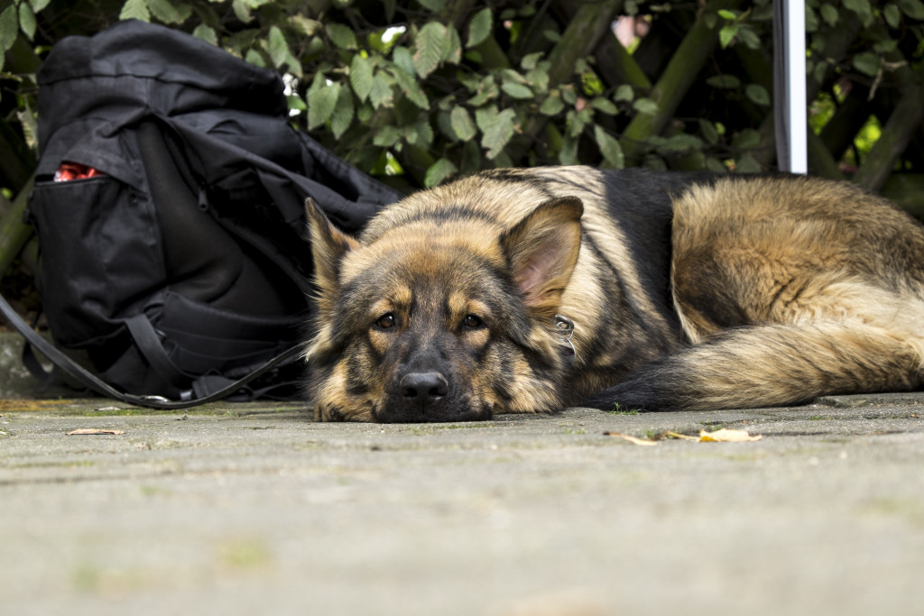 Die Tiertafel Hamburg unterstützt Bedürftige dabei, ihre Tiere zu versorgen. Foto: Dennis Imhaeuser.