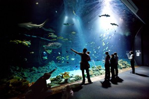 Die bunte Unterwasserwelt in Hagenbecks Tropenaquarium. Dort gibt es 14.300 Tiere aus 300 Arten zu entdecken. Verbringt hier einen spannenden Tag zwischen tropischen Fischen und afrikanischen Vögeln. Weitere Informationen Foto: Hagenbeck