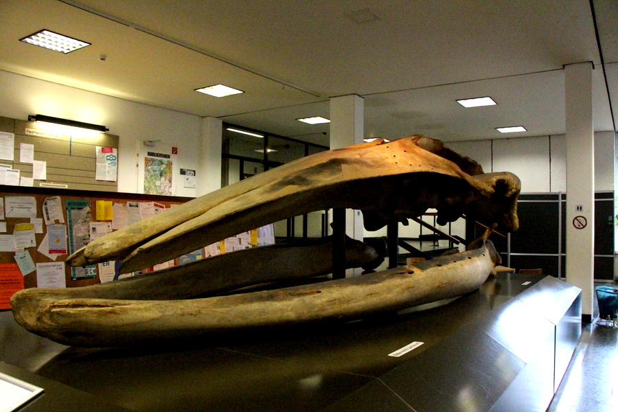 Der Finnwal war befindet sich seit den 50ern im Besitz des CeNak. Foto: Niklas Rademacher