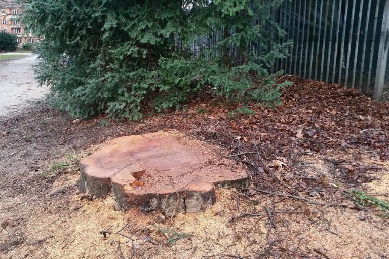 Die Fällsaison endet in Eimsbüttel mit negativer Bilanz. Foto: Malte Klauck