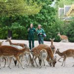 Im Wildpark Schwarze Berge können die Teilnehmer des Ferienprogramms die vielen Tiere bestaunen. Foto: Agathe Bogacz