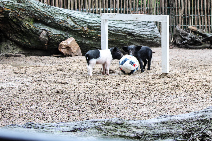 Schweinchen Fußball in Hagenbecks Tierpark. Foto: Jannika Grimm