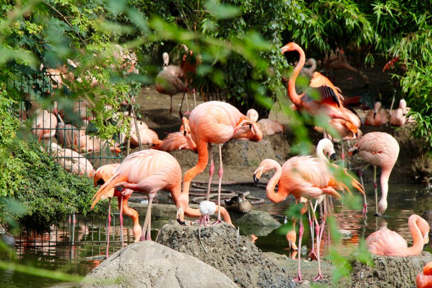 PETA stellt Strafanzeige gegen Hagenbeck PETA stellt Strafanzeige gegen Hagenbeck