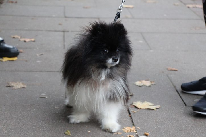 Wau! Auch Hunde tippeln durch das Viertel - Miu ist ganz besonders glücklich, wenn er viele Leckerlies und ausgiebige Kraueleinheiten bekommt. Foto: Karoline Gebhardt