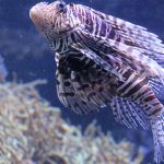 Viele exotische, auch gefährliche Arten - wie hier der indische Rotfeuerfisch - haben im Tropen Aquarium ein Zuhause. Foto: Karoline Gebhardt