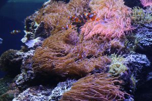 "Restauration durch sexuelle Korallenvermehrung" - nur ein Thema vieler weiterer Vorträge. Foto: Karoline Gebhardt