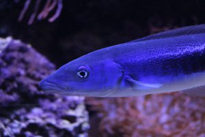 "Tage der Meere" - eine Veranstaltung vom Tierpark Hagenbeck für Groß und Klein. Foto: Karoline Gebhardt