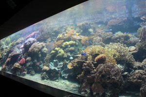 Wie ist es um den Zustand der Meere bestellt? Was genau ist Korallenbleiche? Fragen wie diese werden bei den Vorträgen "Tage der Meere" geklärt. Foto: Karoline Gebhardt