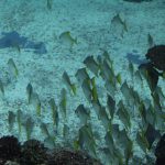 Ein Fischschwarm umkreist Korallenriffe, erforscht Höhlen. Foto: Karoline Gebhardt