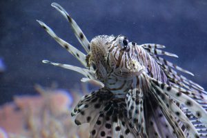 Der Rotfeuerfisch enthält in seiner Rückenflosse ein starkes Gift. Hinter den Glasscheiben des Aquariums ist er jedoch schön anzugucken. Foto: Karoline Gebhardt