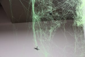 Spinnen gehören an Halloween auch dazu. Foto: Karoline Gebhardt
