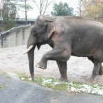 Für drei Jahre ein Hanseat. Gajendra hinterlässt drei Kinder in Hamburg. Foto: Tierpark Hagenbeck