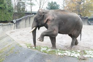 Für drei Jahre ein Hanseat. Gajendra hinterlässt drei Kinder in Hamburg. Foto: Tierpark Hagenbeck