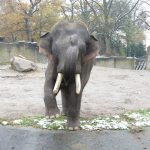 Gajendra wiegt fünf Tonnen bei einer Größe von drei Metern. Foto: Tierpark Hagenbeck