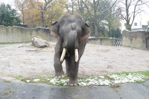 Gajendra wiegt fünf Tonnen bei einer Größe von drei Metern. Foto: Tierpark Hagenbeck