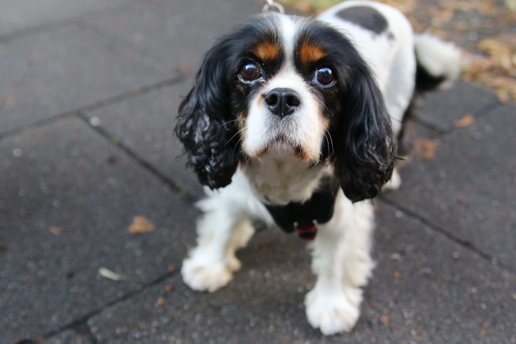 Wer guckt denn da? Tequila, ein Cavalier King Charles Spaniel. Foto: Fabian Hennig