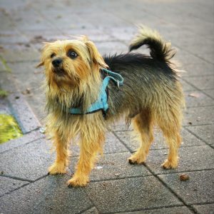 Er ist ein waschechter Eimsbüttler - geboren in Stellingen. Foto: Fabian Hennig