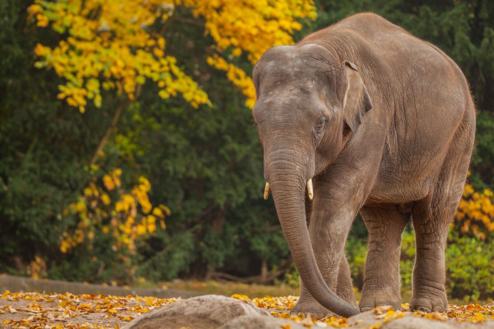 Gajendra im Herbst. Foto: Lutz Schnier