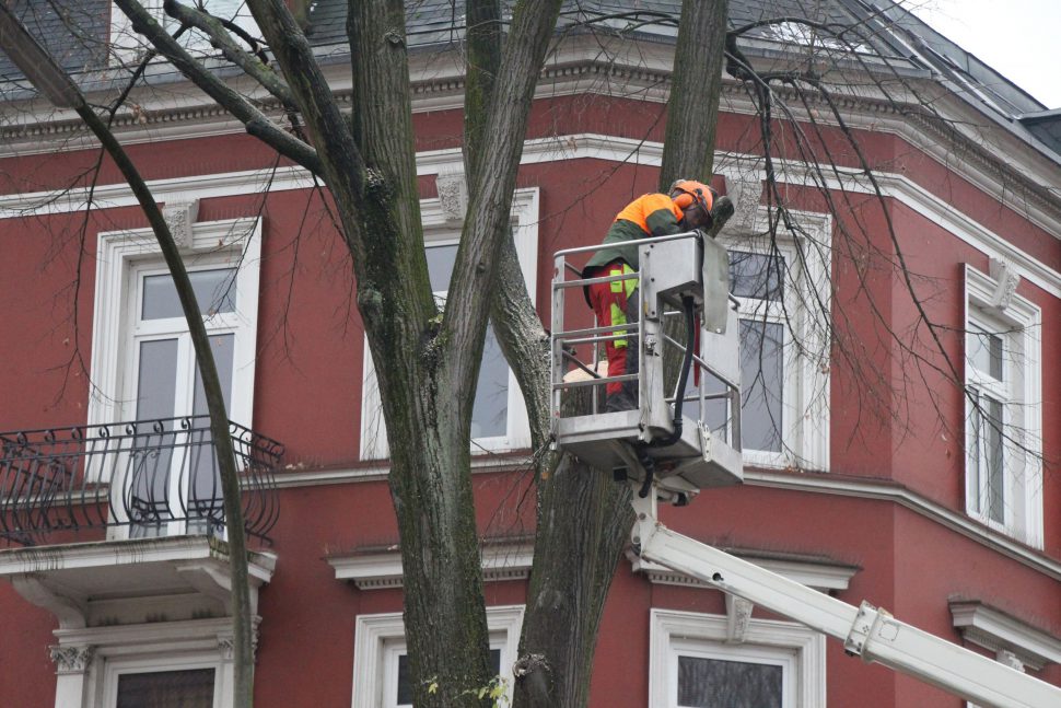 Zwar sollen zwei neue Bäume im Zuge der Umbaumaßnahmen gepflanzt werden – ersetzen können sie die alten Linden jedoch nicht. Foto: Ida Wittenberg