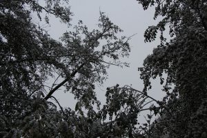 Der Himmel ist grau, schon seit mehreren Stunden fallen die Flocken vom Himme. Foto: Karoline Gebhardt