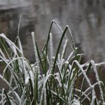 Der Schnee ziert die Spitzen der Pflanzenblätter. Foto: Karoline Gebhardt