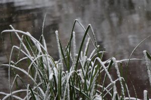 Der Schnee ziert die Spitzen der Pflanzenblätter. Foto: Karoline Gebhardt