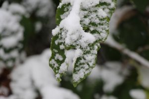 Schon in der Nacht fiel Schneeregen vom Himmel. Ein wenig ist liegen geblieben. Foto: Karoline Gebhardt