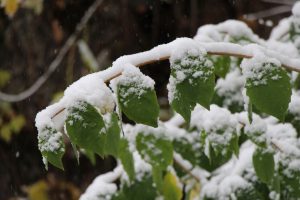 Der Schnee fällt auf noch grüne Blätter. Der Herbst ist noch nicht vorüber. Foto: Karoline Gebhardt