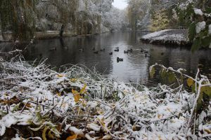 Das Federvieh scheint sich nicht über den Schnee zu ärgern. Foto: Karoline Gebhardt