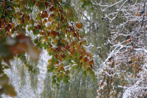 ..denn es sind nicht einmal alle Blätter abgefallen. Rot, Gelb grün.. Foto: Karoline Gebhardt