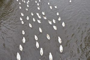 Alle in eine Richtung. Es scheint als kennen die Schwäne den Weg bereits. Foto: Max Gilbert.