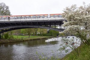 Die Schwäne schwimmen unbeeindruckt durchs urbane Hamburg. Ob U-Bahn... Foto: Max Gilbert.