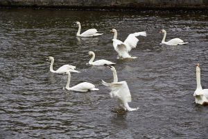Tierische Freude über die neue Freiheit und die Rückkehr zur Außenalster. Foto: Max Gilbert.