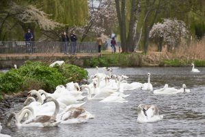 Direkt machen sich einige Schwäne auf die Futtersuche. Bald werden sie ihre Nistplätze aufsuchen. Foto: Max Gilbert.