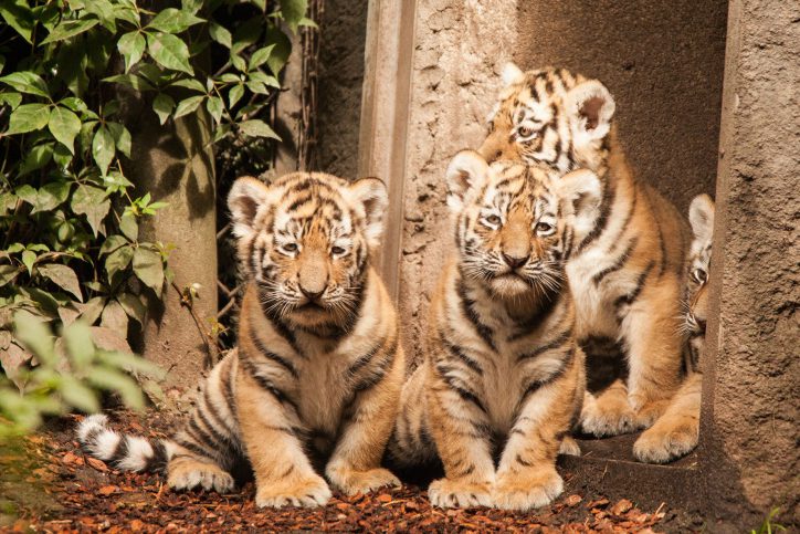 Bislang haben die vier Tigerbaby noch keine Namen. Foto: Lutz Schnier