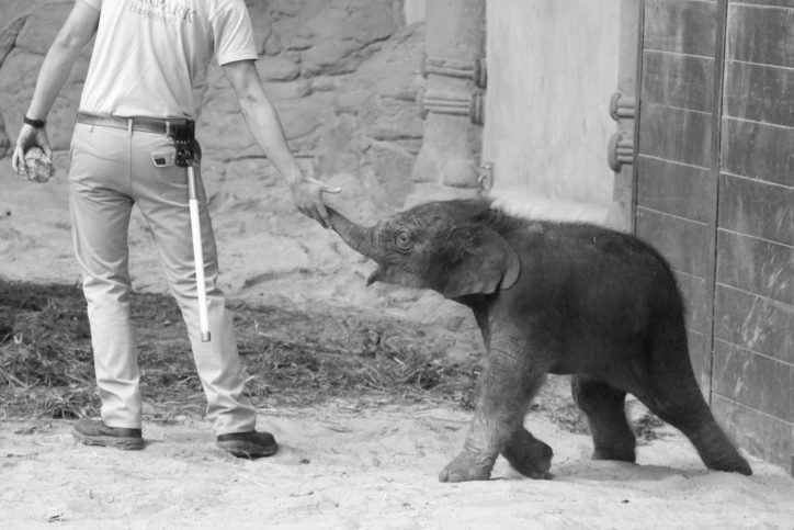 Das Elefantenbaby Püppi war nur zehn Tage alt. Foto: Samantha Tirtohusodo