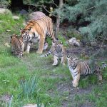 Tigerwelpen, Tigerbabys, Hagenbecks Tierpark, Erkundungstour. Foto: Phillip Holländer